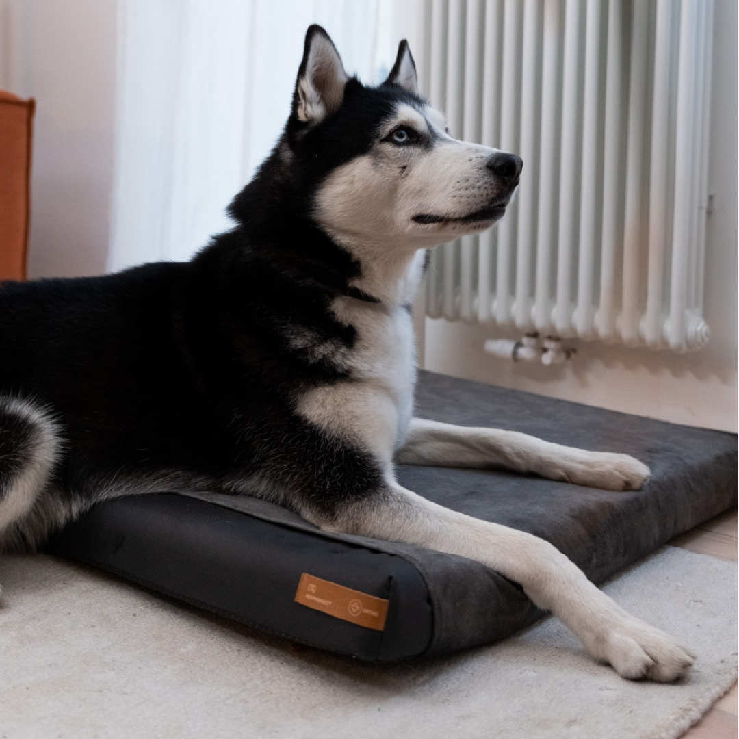 "Ori" orthopädisches Hundekissen