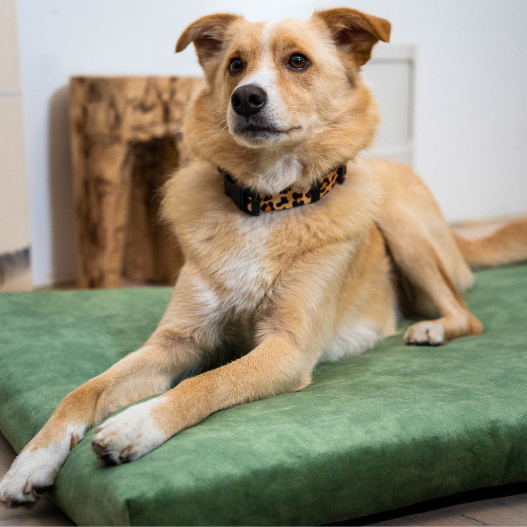 "Softpet" Hundekissen