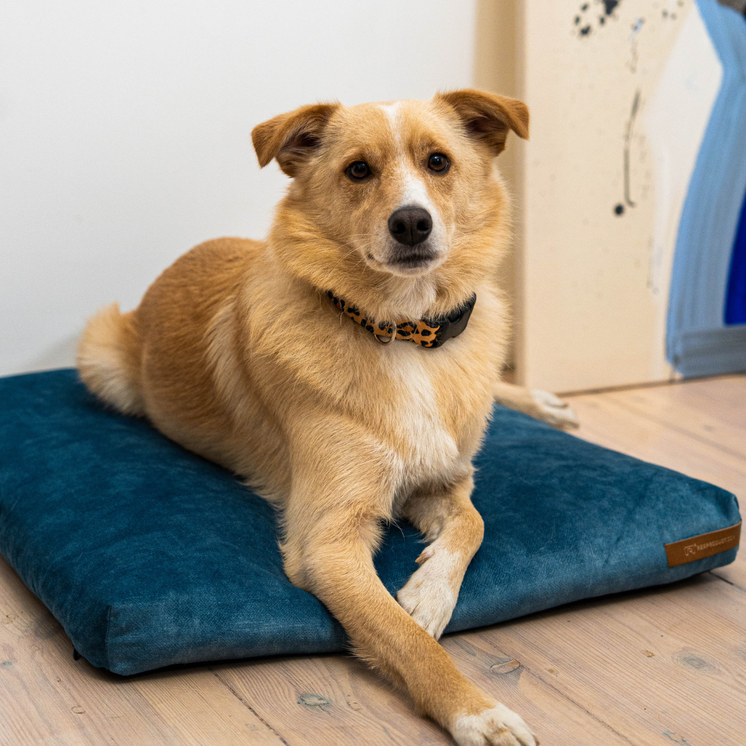 "Softpet" Hundekissen