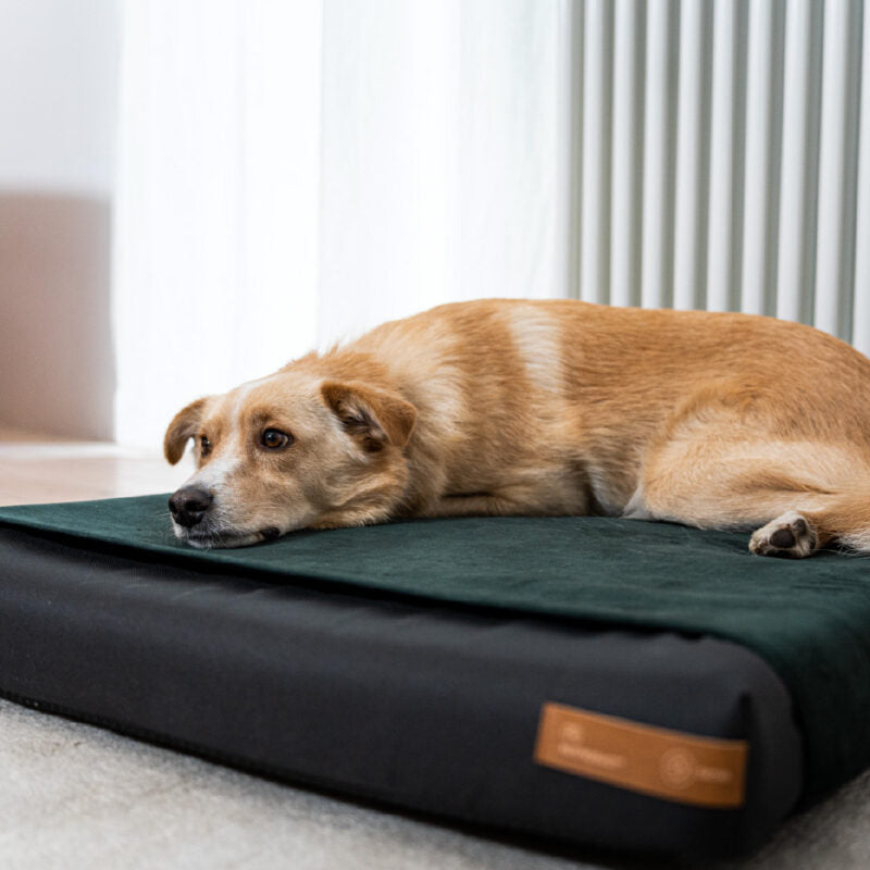 Upgrade to Orthopedic Pillow